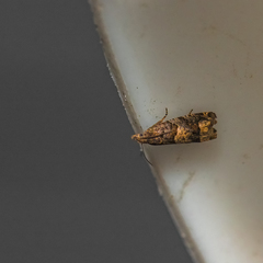 Eucosma ochroterminana