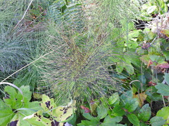 Equisetum telmateia