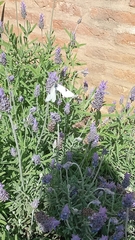Papilionoidea