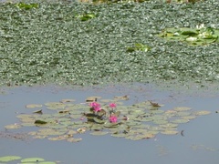 Nymphaea rubra