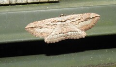 Austrocidaria gobiata