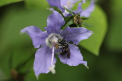 Lasioglossum coriaceum