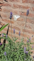 Papilionoidea