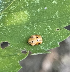 Coccinella septempunctata