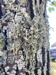 Ramalina stenospora