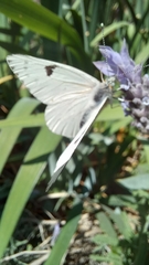 Papilionoidea