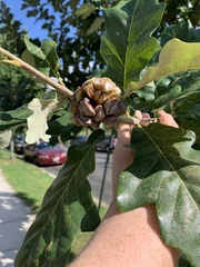 Andricus quercusstrobilanus