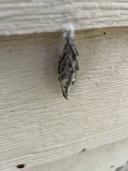 Thyridopteryx ephemeraeformis