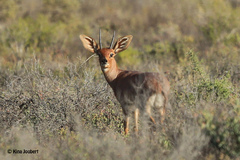 Raphicerus campestris campestris