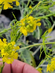 Rhamphospermum nigrum