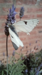 Papilionoidea
