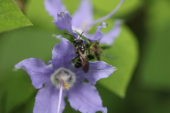 Lasioglossum coriaceum
