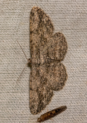 Anavitrinella pampinaria