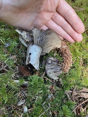 Russula dissimulans