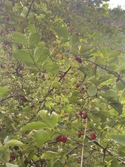 Cornus mas
