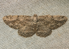 Anavitrinella pampinaria