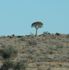 Aloidendron dichotomum