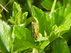Spathosternum prasiniferum