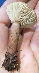 Lactarius quietus incanus