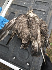 Larus delawarensis