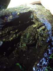 Rhinella dorbignyi
