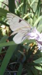 Papilionoidea