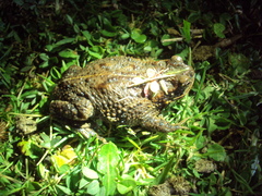 Rhinella dorbignyi