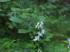 Vicia sylvatica
