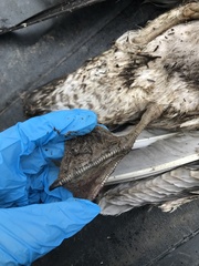 Larus delawarensis