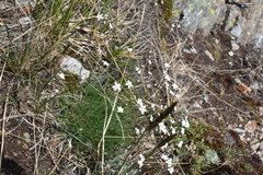 Eremogone capillaris