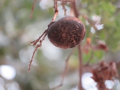 Andricus quercuscalifornicus