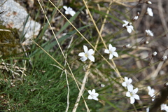 Eremogone capillaris