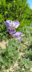 Gladiolus carinatus