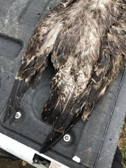 Larus delawarensis