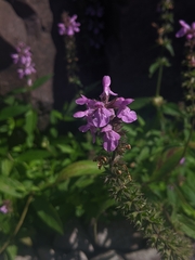 Stachys palustris