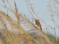 Sporophila
