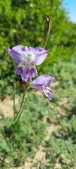 Gladiolus carinatus