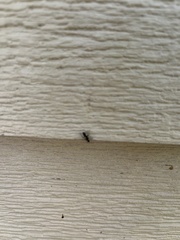 Camponotus pennsylvanicus
