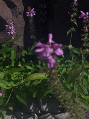 Stachys palustris