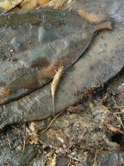 Nesomachilis
