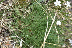 Eremogone capillaris