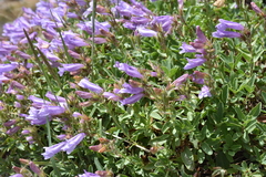 Penstemon ellipticus