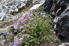 Penstemon ellipticus