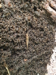 Nesomachilis