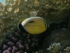 Chaetodon austriacus