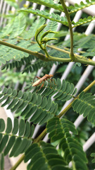Riptortus linearis