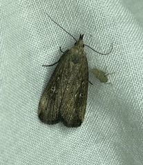 Macrochilo orciferalis