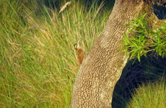 Lepidocolaptes angustirostris