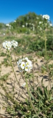 Polycarena