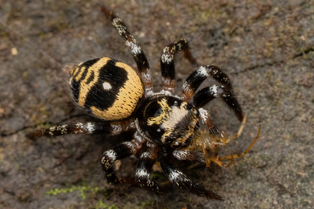 Corythalia bicincta